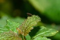 Macro of a small dark fly sitting on a leaf of nettle Lamium alb