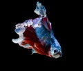 Macro small fighting fish on black back ground Royalty Free Stock Photo