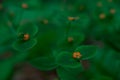 Macro. Small flowers with small leaves