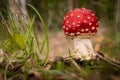 Macro of a small fly agaric in the forest with grass and blurred background Royalty Free Stock Photo
