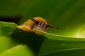 Small garden slug eating plant