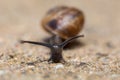 Macro of small Garden snail Royalty Free Stock Photo