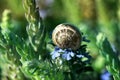 Macro of small garden snail eating spring  flower on garden Royalty Free Stock Photo