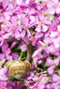 Macro of small garden snail eating whole ping flower bud Royalty Free Stock Photo