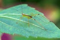 Macro of the small green Grasshopper stand on green leave,soft focus Royalty Free Stock Photo