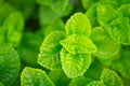 Macro small green leaf in the garden