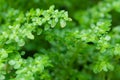 Macro small leaves with blurred background