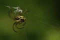 Macro of a small young Caucasian Araneus spider in green bush