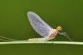 Butterfly mayfly. Royalty Free Stock Photo