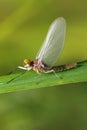 Butterfly mayfly. Royalty Free Stock Photo