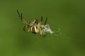 Macro of small spider Araneus