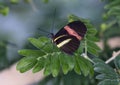 Macro Small Postman Butterfly