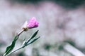 Macro of a small purple wildflower in nature with detail