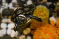 Macro of a small red-eared turtle Royalty Free Stock Photo