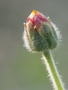 Macro small red flower bud with young thorns