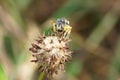 Macro of a small sandy Caucasian wasp Ammatomus rogenhoferi sitting on a faded clover flower Royalty Free Stock Photo