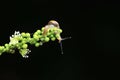 Macro small snail