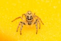 Macro small spider Royalty Free Stock Photo