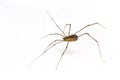 Macro small Spider isolated on white background. Royalty Free Stock Photo