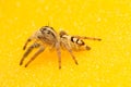 Macro small spider Royalty Free Stock Photo