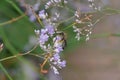 Macro of a small striped Caucasian bee of the genus Melitta on t