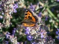 Macro of the small tortoiseshell (Aglais urticae) is reddish orange butterfly with black and yellow markings Royalty Free Stock Photo