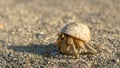 MACRO: Small tropical crab hides into its shell while crawling around coast.