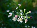 Macro of small white flowers budding in Autumn Royalty Free Stock Photo