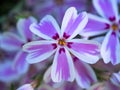 Macro of a small white and violet bloom