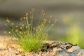 Macro of small wild grass tuft