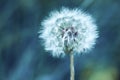 Macro of a small wildflower dandelion head on artistic green background Royalty Free Stock Photo