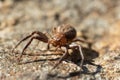 A macro of a small wolf spider on a rock in Sheffield Royalty Free Stock Photo