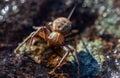 A macro of a small wolf spider on a rock in Sheffield Royalty Free Stock Photo