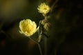 Macro of small yellow flower, dark background Royalty Free Stock Photo