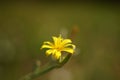 Macro small yellow flower grow in sunny field