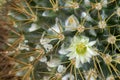 Macro of small yellowish white flower of Mammillaria cactus Royalty Free Stock Photo