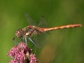 Macro of a smiling heath dragonfly on a flower