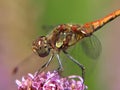 Macro of a smiling heath dragonfly sitting on a flower