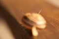 Macro Snail Antennae