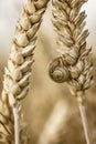 Macro of Snail on Country Field Spike