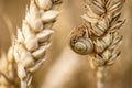 Macro of Snail on Country Field Spike