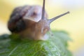 Macro snail crawling on leaf