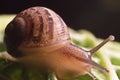macro snail