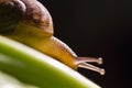 Macro snail Royalty Free Stock Photo