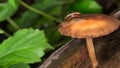 Macro Snail and Mushroom on Mossy Log
