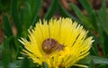 Macro of snail in the yellow flower Royalty Free Stock Photo