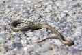 Macro of a snake on asphalt