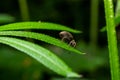 Macro of a Snout Beetle resting on a leaf Royalty Free Stock Photo