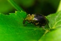 Macro of a Snout Beetle resting on a leaf Royalty Free Stock Photo