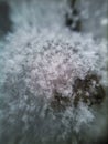 Macro snow